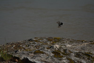 High angle view of bird flying over rocks