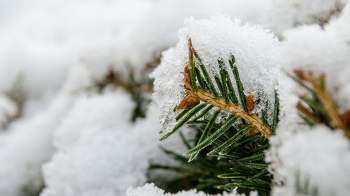 Close-up of snow covered pine tree