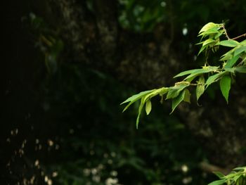 Close-up of leaves