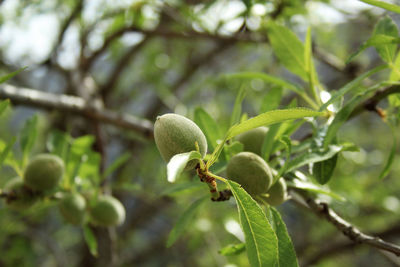 Close-up of fruit growing on tree