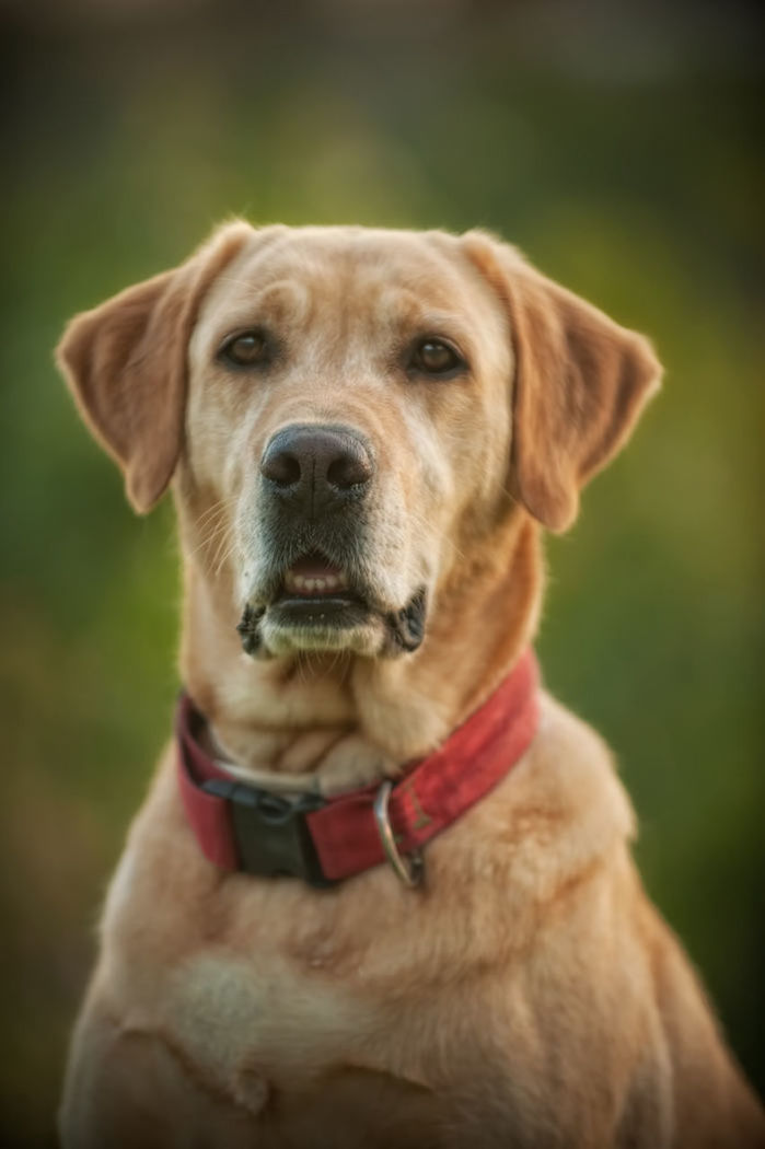 PORTRAIT OF A DOG