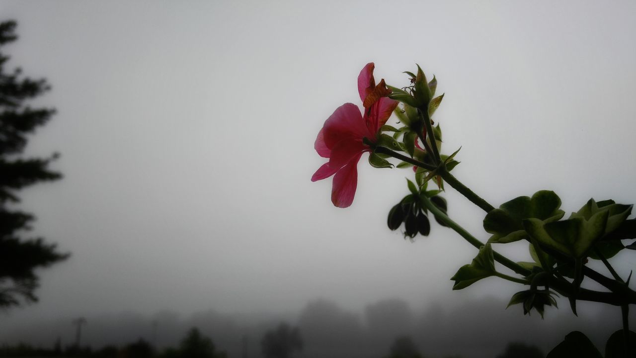 flower, growth, freshness, fragility, leaf, beauty in nature, petal, low angle view, nature, stem, flower head, plant, close-up, bud, blooming, sky, in bloom, focus on foreground, botany, no people, blossom, outdoors, day, selective focus, green color, pink color, twig, tranquility, growing, green