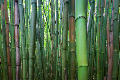 Full frame shot of bamboo plants in forest