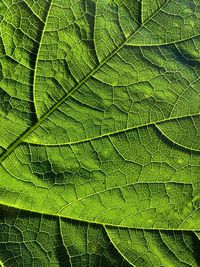 Full frame shot of leaf