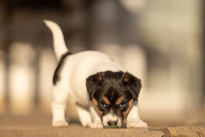 Portrait of puppy relaxing outdoors