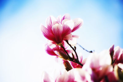 Close-up of pink cherry blossom