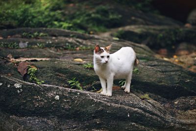 Cat standing in a field