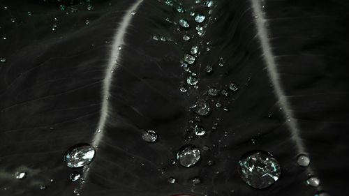 Close-up of water drops on spider web