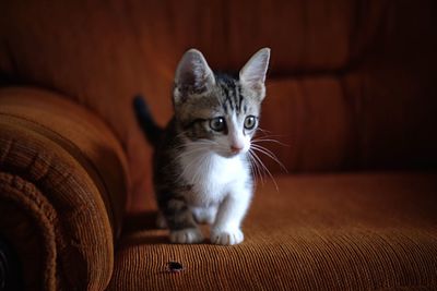 Portrait of a kitten