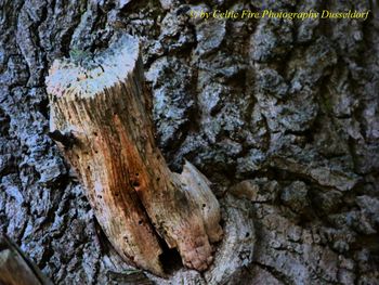 Full frame shot of tree trunk