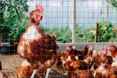 Horses in cage