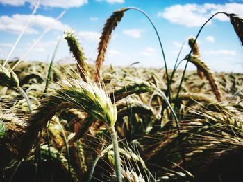 Close-up of wheat field against sky