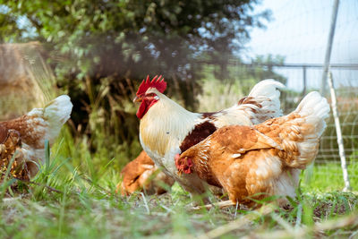 Rooster and hens on grassy field