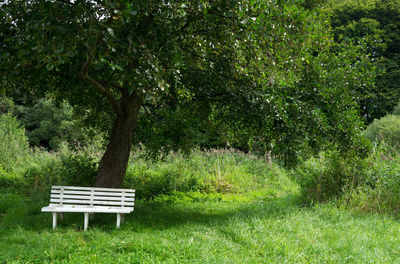 Empty bench in park