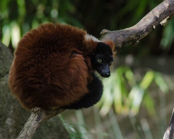 Close-up of cat on branch