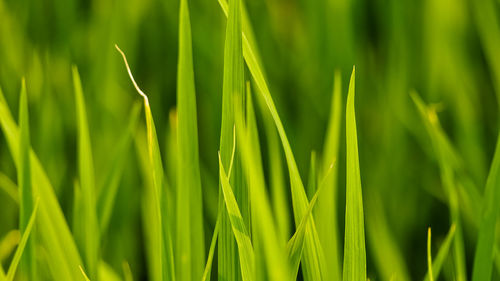 Full frame shot of bamboo plants on field