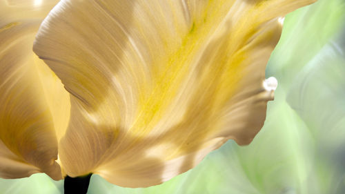 Close-up of white flower head