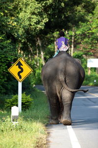 Rear view of man riding elephant on road