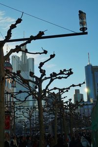 Birds flying in city