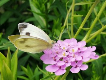 Close-up of butterfly pollinating on pink flower