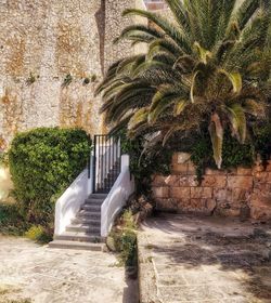 Palm trees by wall