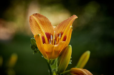 Close-up of yellow lily