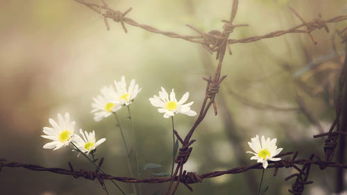 Close-up of white flowering plant