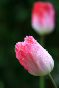 Close-up of wet pink flower