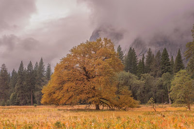 Trees in forest during autumn