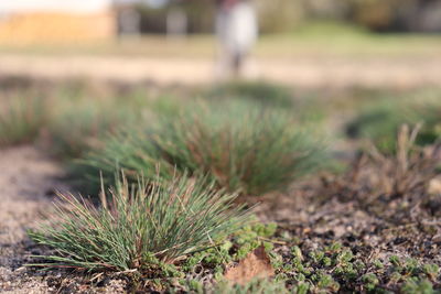 Close-up of grass on field