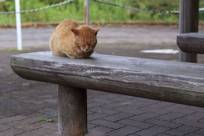 Cat sitting on bench