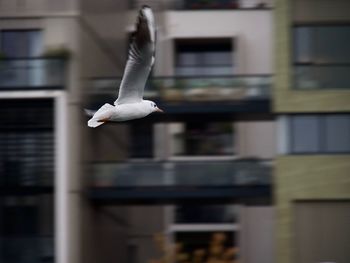 Close-up of seagull flying
