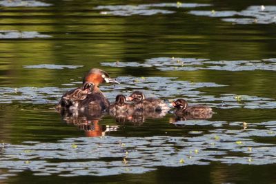 Ducks swimming in lake