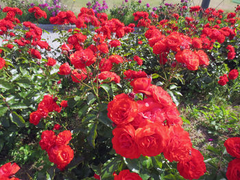 Red poppy flowers blooming in spring