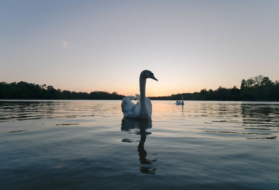 Swan floating on lake against sky during sunset