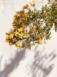 Low angle view of flowering plant against sky