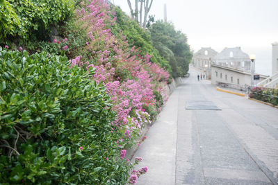 Street amidst flowering plants and buildings in city