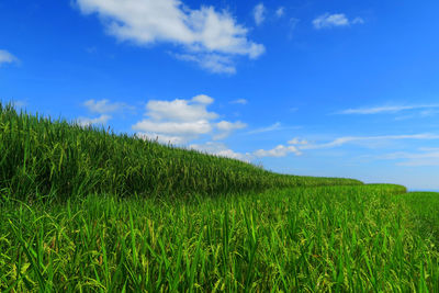 Scenic view of rice field against blue sky