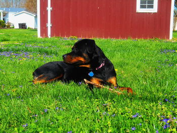 Dog on grass in field