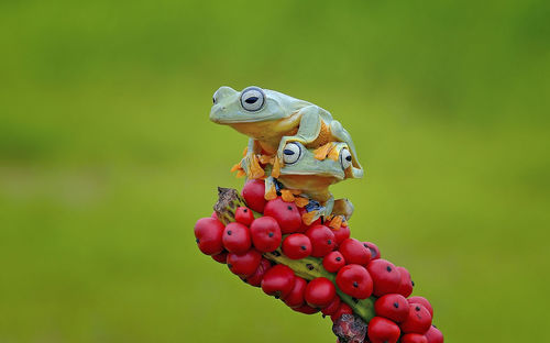 Close-up of frogs on fruit