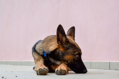 Close-up of a dog looking away