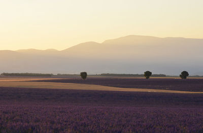 Scenic view of field against sky during sunset