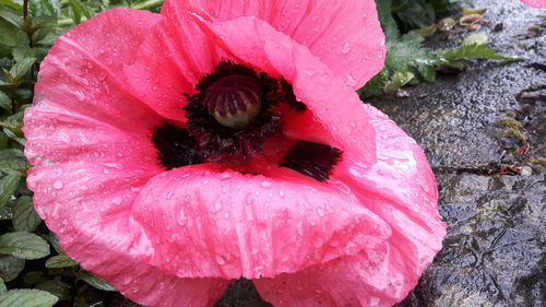 Close-up of wet pink hibiscus blooming outdoors