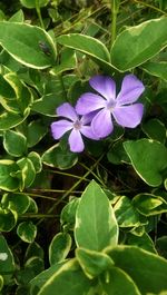 Close-up of purple flowers