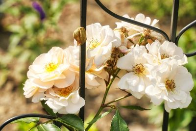 Close-up of white flowering plant