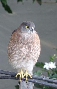 Close-up of owl perching outdoors