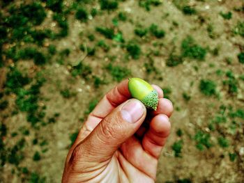 Close-up of hand holding small fruit