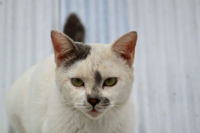 Close-up portrait of white cat