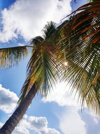 Low angle view of palm trees against cloudy sky