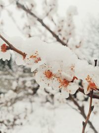 Close-up of cherry blossom during winter